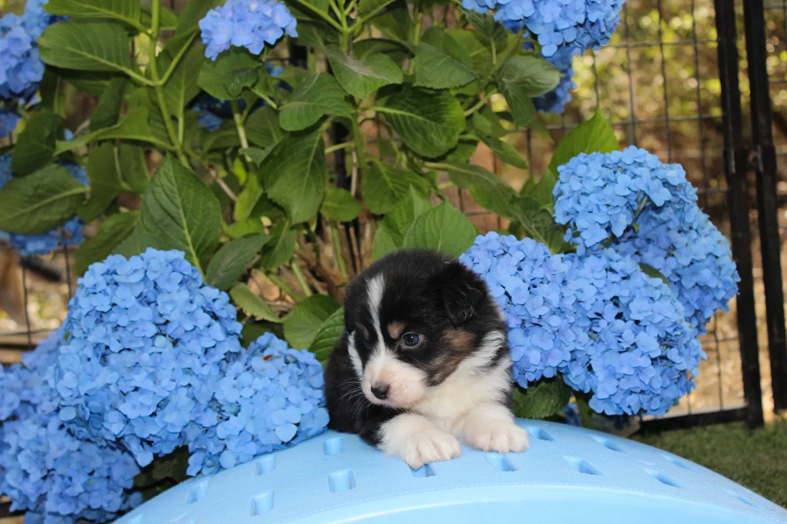 Past Australian Shepherd puppy from Willow x Kai at BFF Aussies