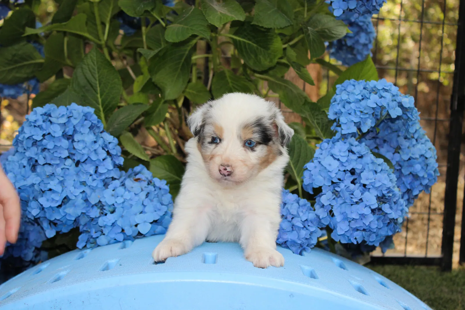 Past Australian Shepherd puppy from Willow x Kai at BFF Aussies