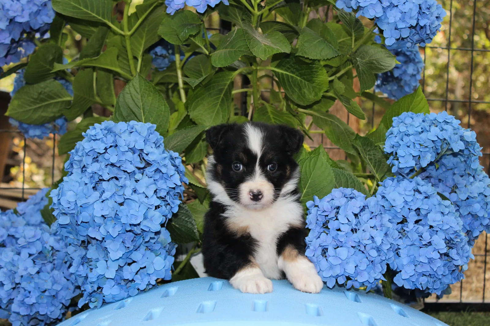 Past Australian Shepherd puppy from Willow x Kai at BFF Aussies