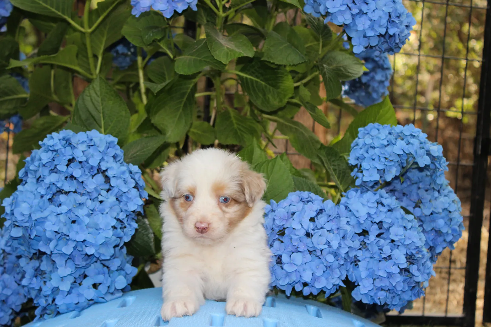 Past Australian Shepherd puppy from Willow x Kai at BFF Aussies