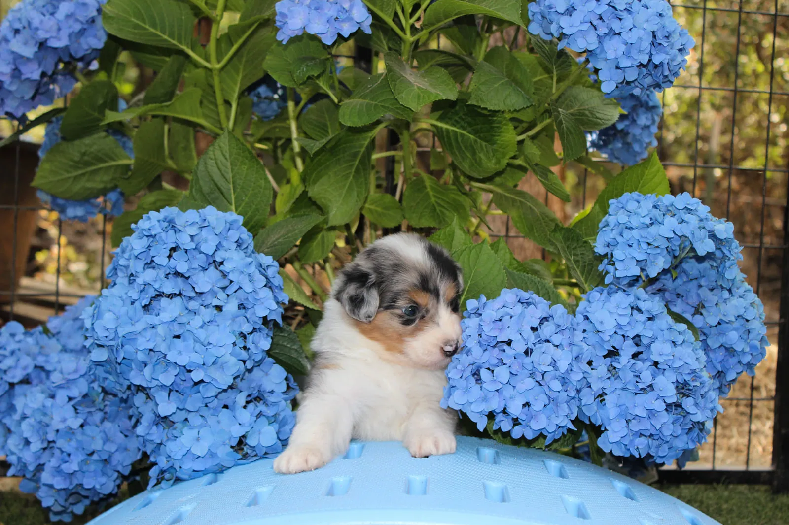 Past Australian Shepherd puppy from Willow x Kai at BFF Aussies