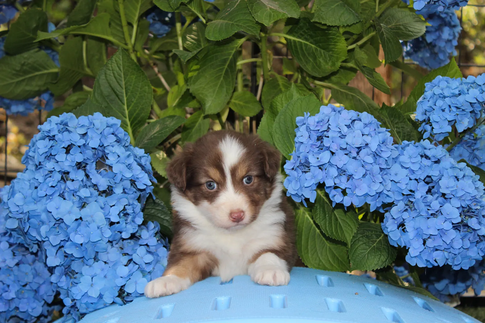 Past Australian Shepherd puppy from Willow x Kai at BFF Aussies