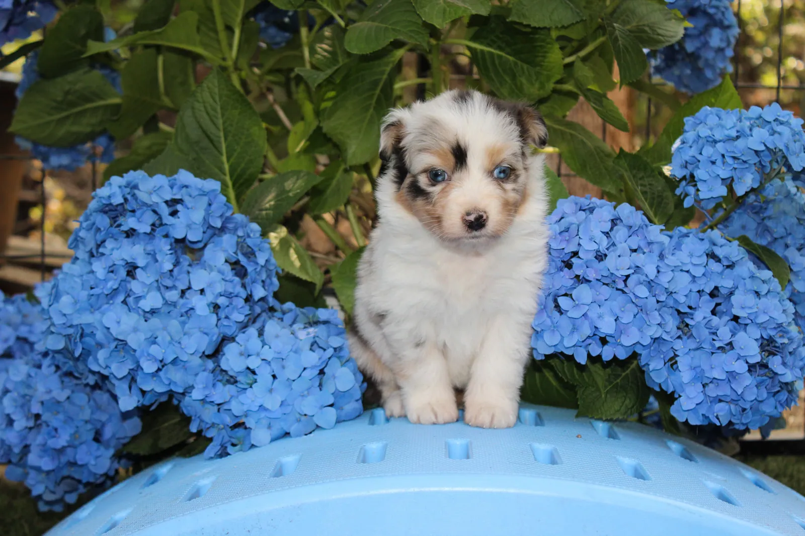 Past Australian Shepherd puppy from Willow x Kai at BFF Aussies