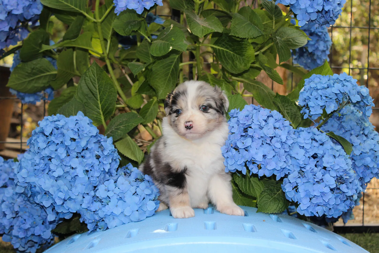 Past Australian Shepherd puppy from Willow x Kai at BFF Aussies