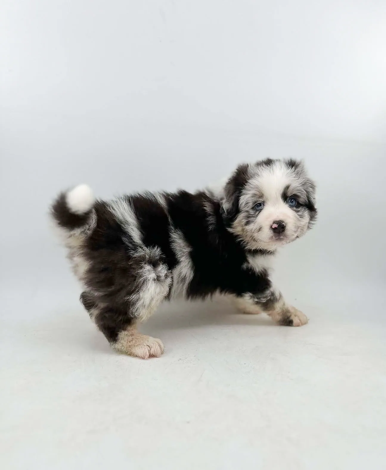Past Australian Shepherd puppy from Willow x Remi at BFF Aussies