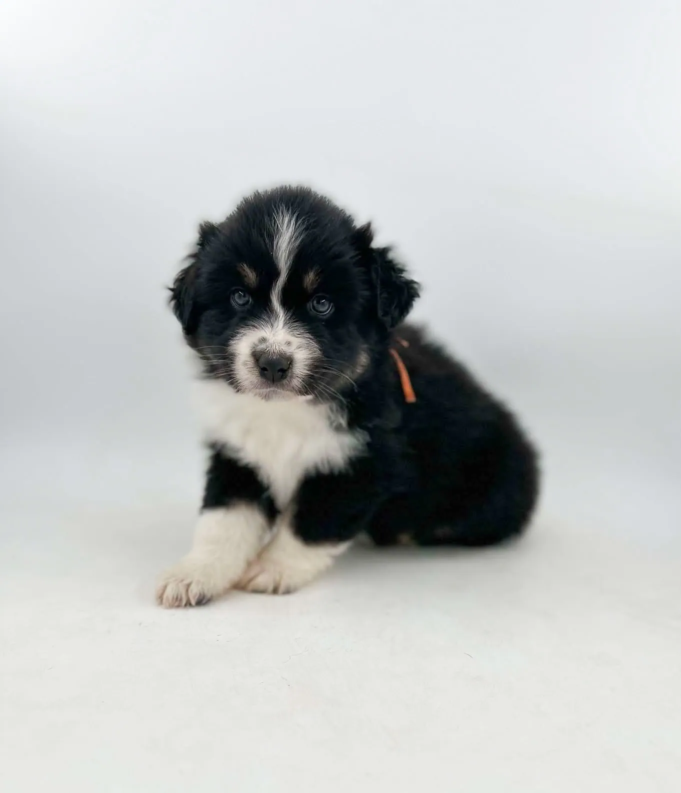 Past Australian Shepherd puppy from Willow x Remi at BFF Aussies