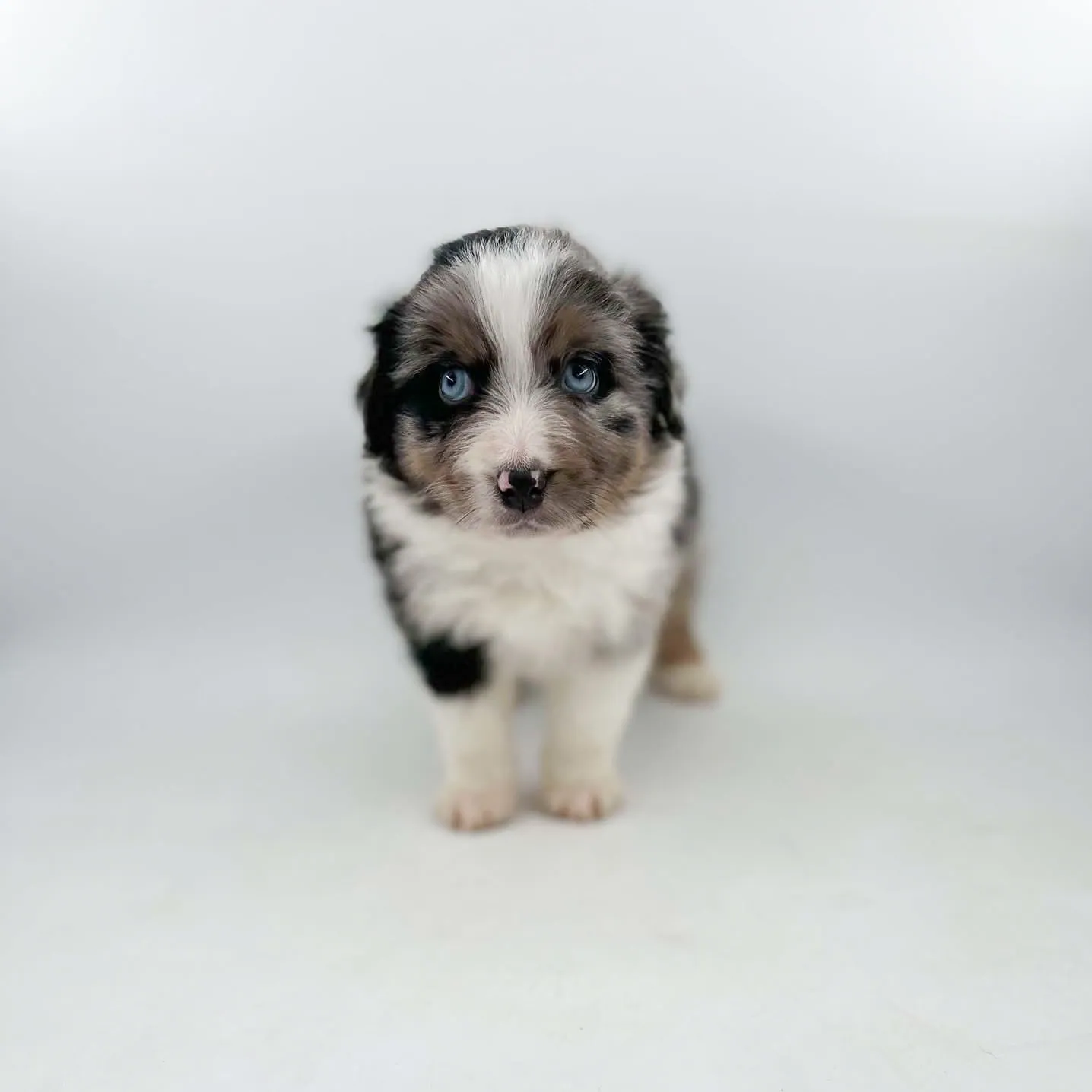 Past Australian Shepherd puppy from Willow x Remi at BFF Aussies