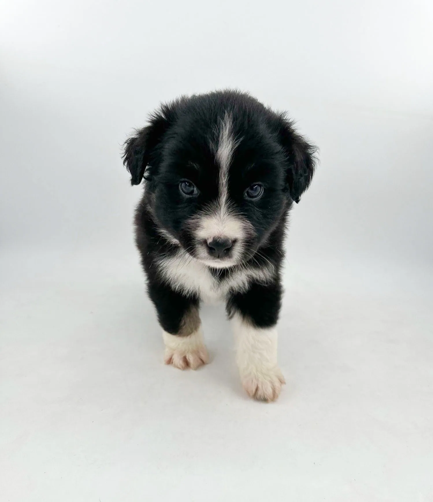 Past Australian Shepherd puppy from Willow x Remi at BFF Aussies