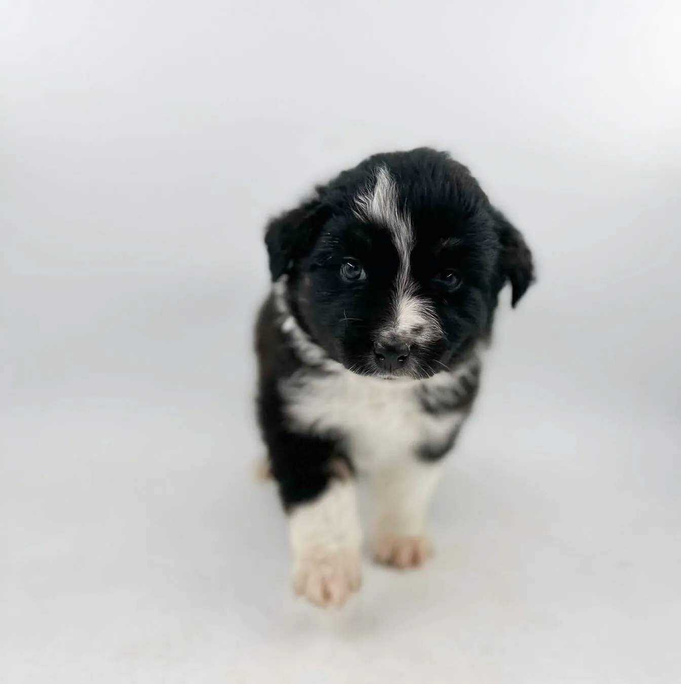 Past Australian Shepherd puppy from Willow x Remi at BFF Aussies