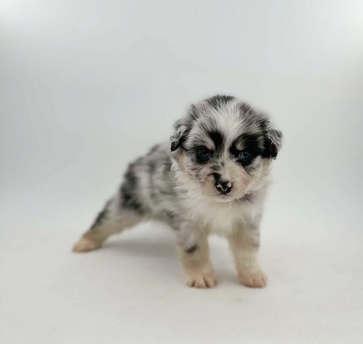 Past Australian Shepherd puppy from Willow x Remi at BFF Aussies