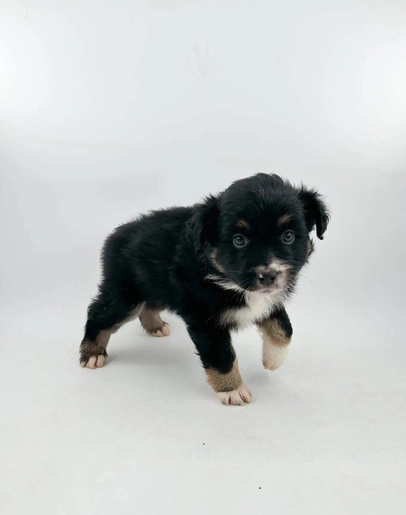 Past Australian Shepherd puppy from Willow x Remi at BFF Aussies