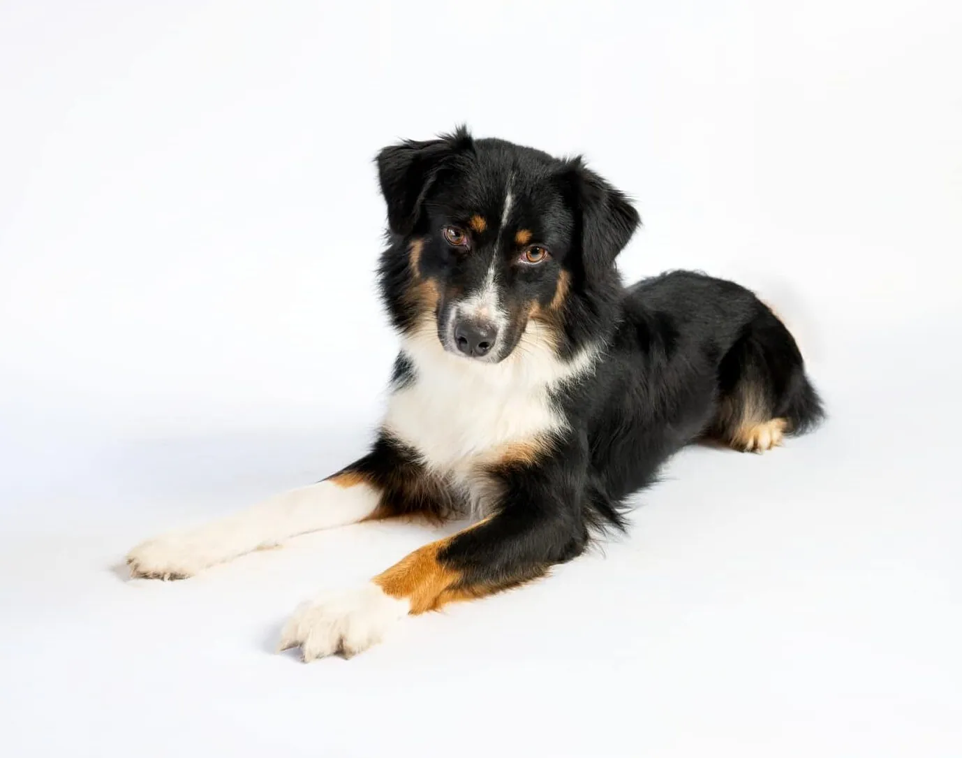 Willow, black tri — retired BFF Aussies mom