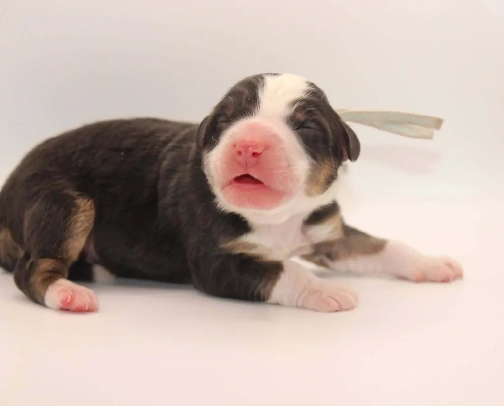 Knox as a puppy from Graffiti x Troubadour at BFF Aussies