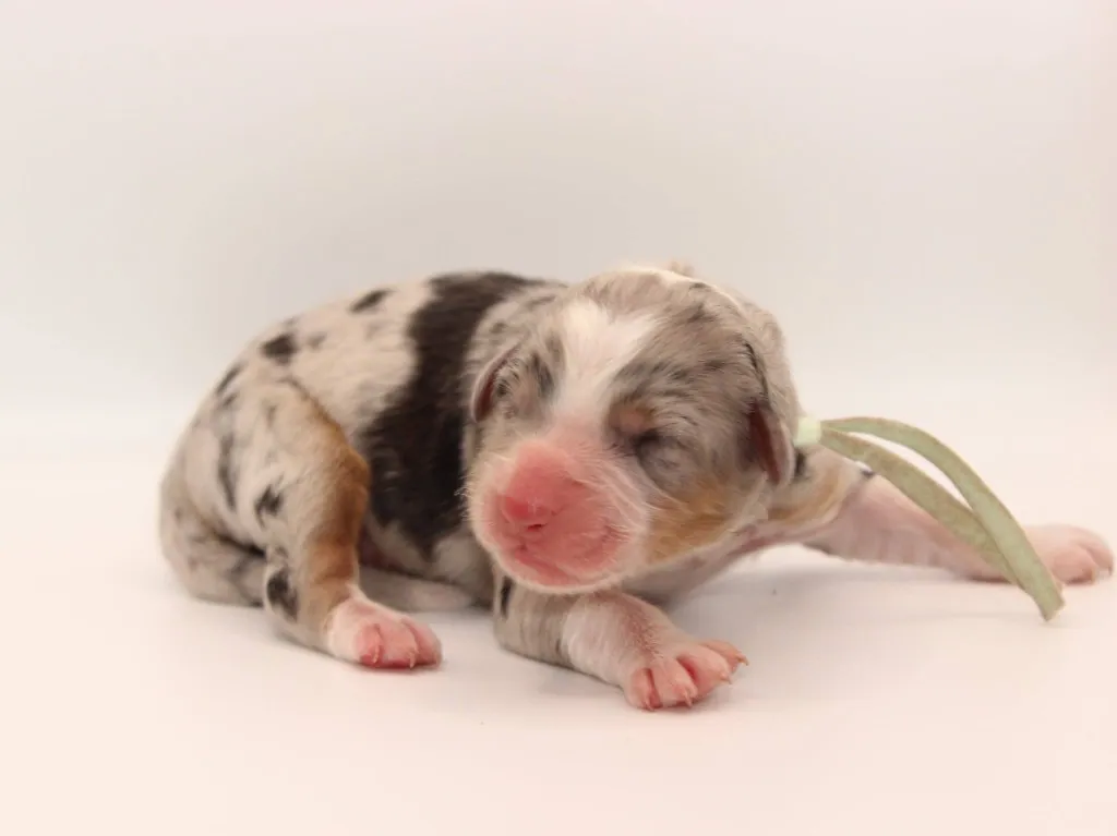 Past Australian Shepherd puppy from Graffiti x Troubadour at BFF Aussies