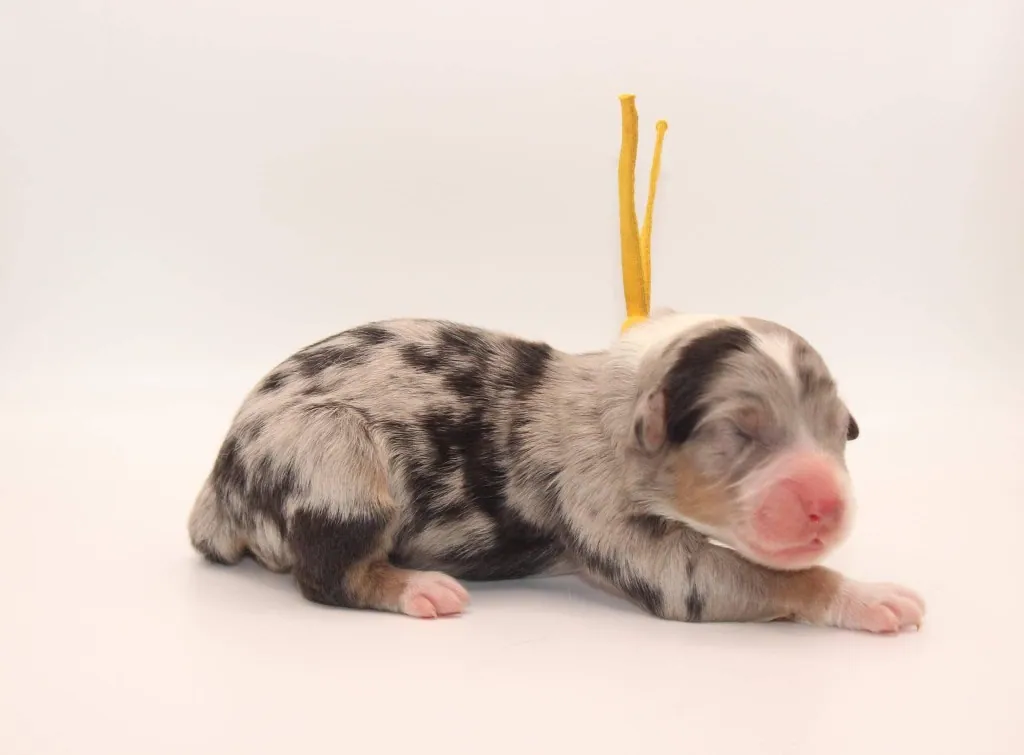 Past Australian Shepherd puppy from Graffiti x Troubadour at BFF Aussies
