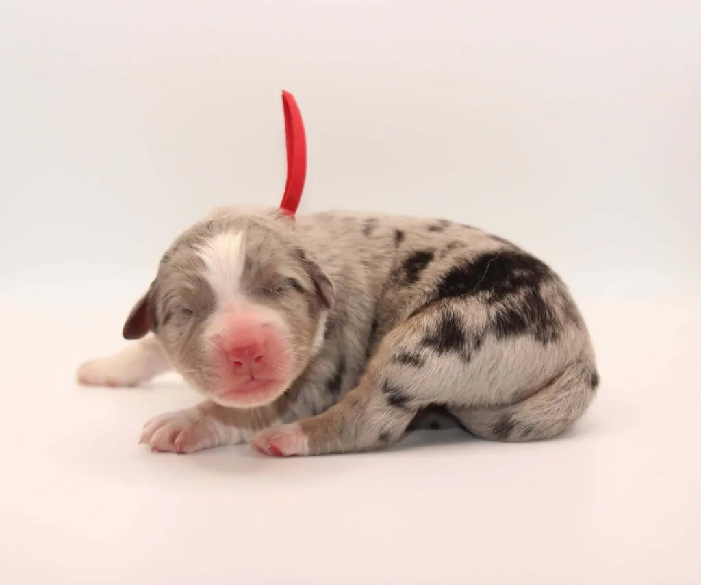 Past Australian Shepherd puppy from Graffiti x Troubadour at BFF Aussies