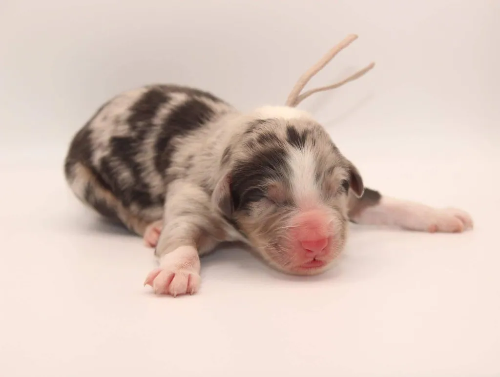 Past Australian Shepherd puppy from Graffiti x Troubadour at BFF Aussies