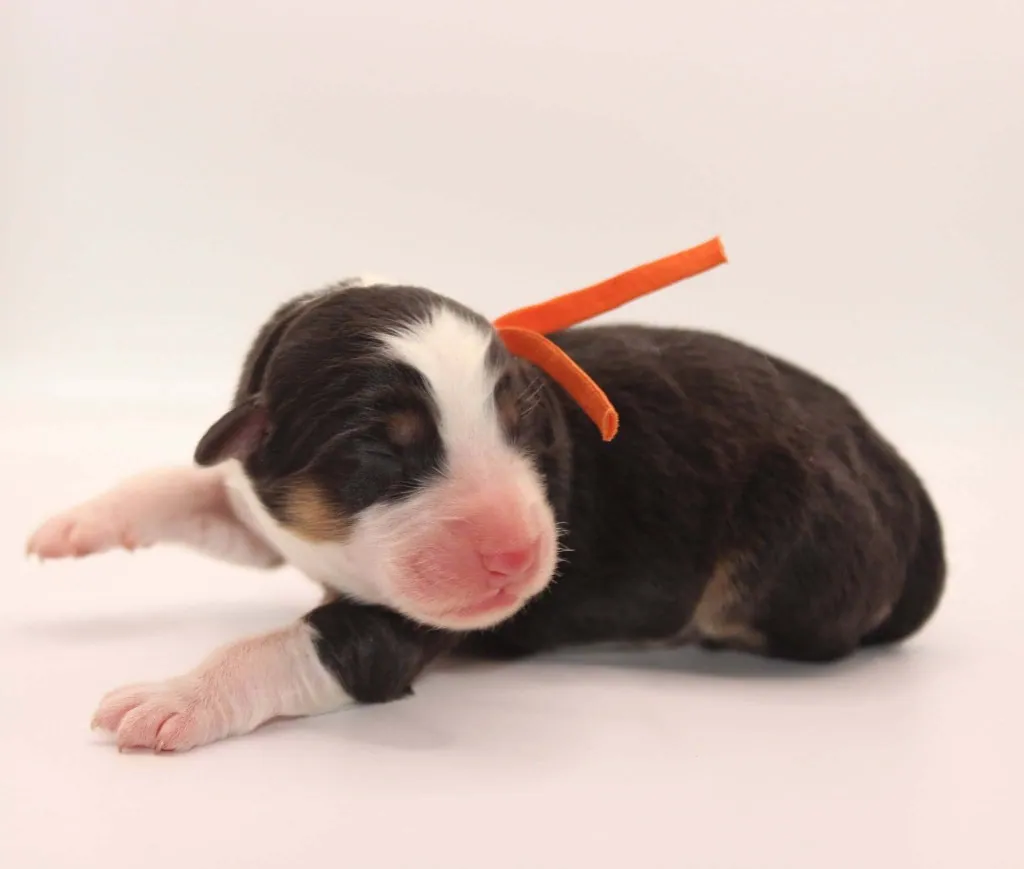 Past Australian Shepherd puppy from Graffiti x Troubadour at BFF Aussies