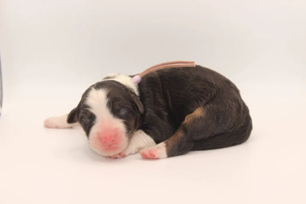 Past Australian Shepherd puppy from Graffiti x Troubadour at BFF Aussies