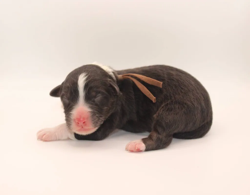 Past Australian Shepherd puppy from Graffiti x Troubadour at BFF Aussies