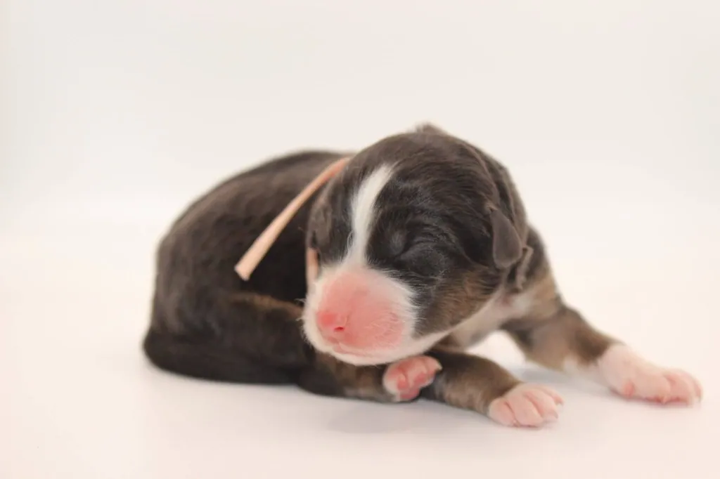 Past Australian Shepherd puppy from Graffiti x Troubadour at BFF Aussies