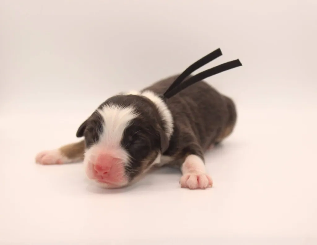 Past Australian Shepherd puppy from Graffiti x Troubadour at BFF Aussies