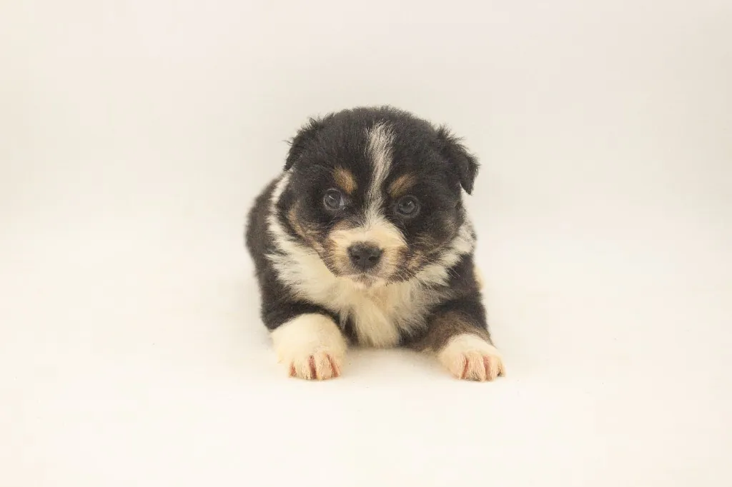 Past Australian Shepherd puppy from Phoenix x Atlas at BFF Aussies