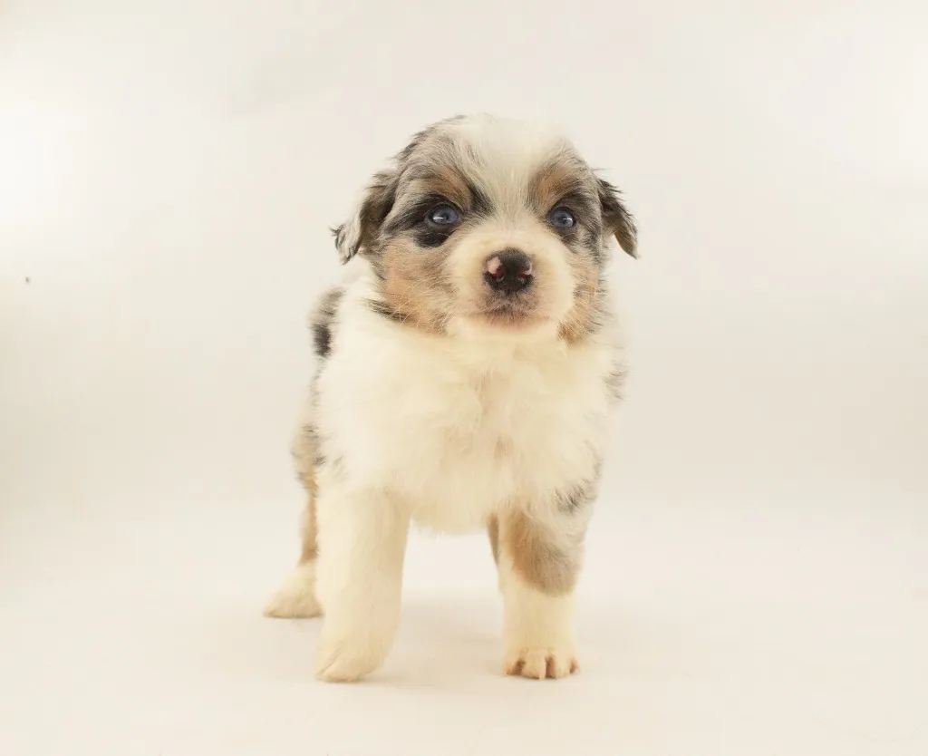 Past Australian Shepherd puppy from Phoenix x Atlas at BFF Aussies