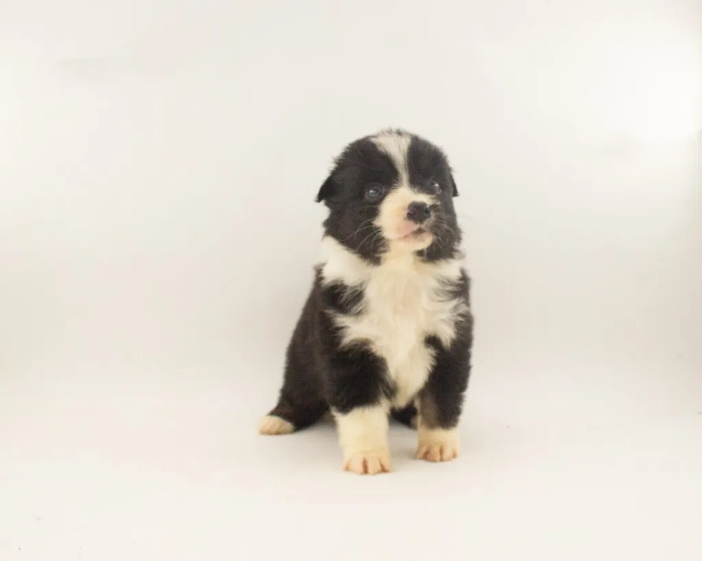 Past Australian Shepherd puppy from Phoenix x Atlas at BFF Aussies