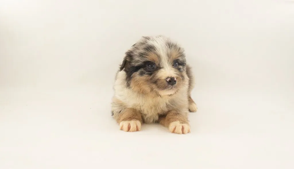 Past Australian Shepherd puppy from Phoenix x Atlas at BFF Aussies