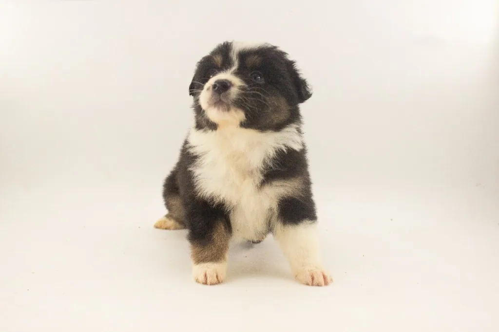 Past Australian Shepherd puppy from Phoenix x Atlas at BFF Aussies