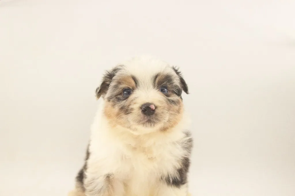 Past Australian Shepherd puppy from Phoenix x Atlas at BFF Aussies