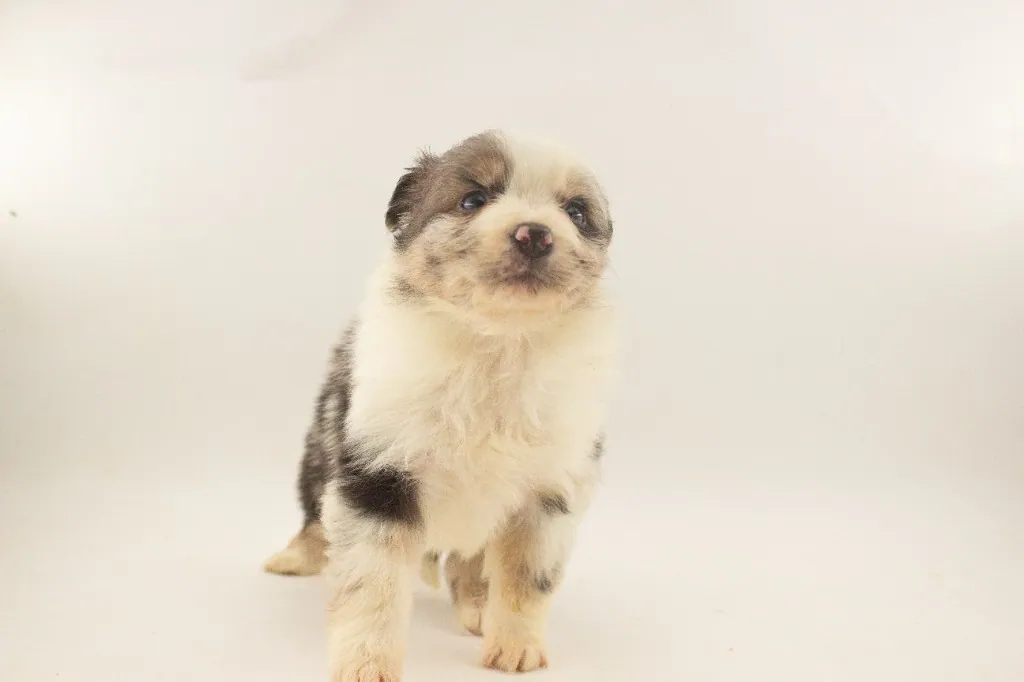 Past Australian Shepherd puppy from Phoenix x Atlas at BFF Aussies
