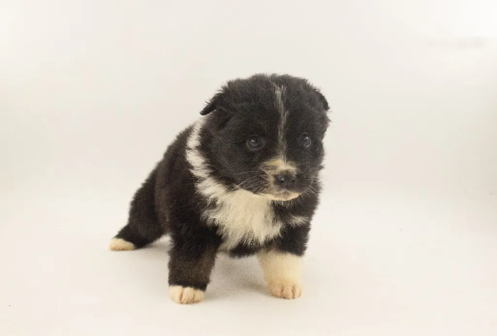 Past Australian Shepherd puppy from Phoenix x Atlas at BFF Aussies