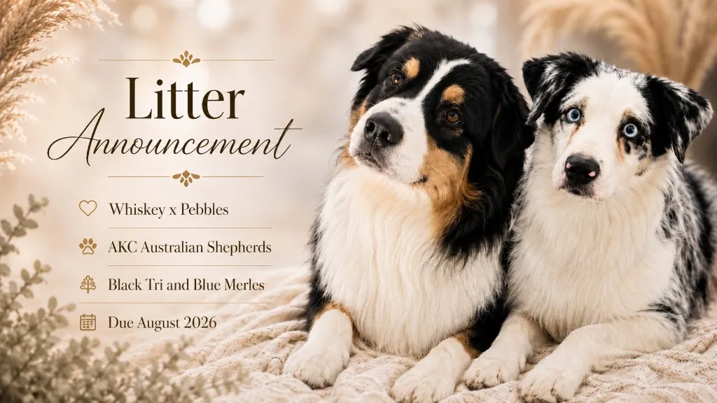 Pebbles and Whiskey Australian Shepherd litter announcement