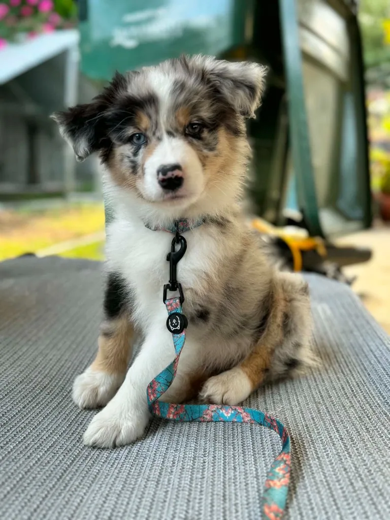 Australian Shepherd puppy preparing to go home with a BFF Aussies family