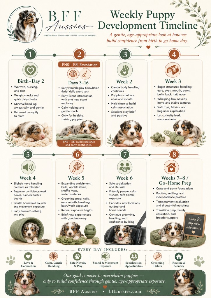 Weekly puppy development timeline from birth to go-home day, showing eight stages and what happens in each