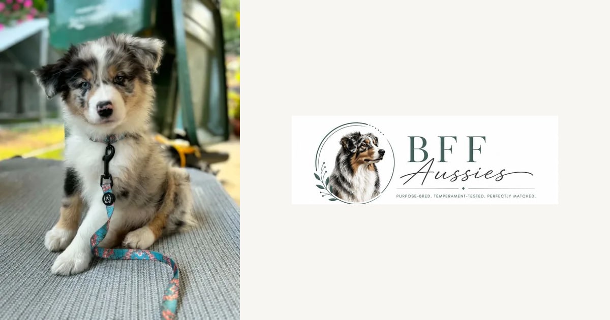 BFF Aussies | Australian Shepherd Puppies in Placerville, California